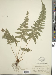 Image of Polystichum platyphyllum