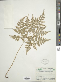 Dryopteris maximowiczii image