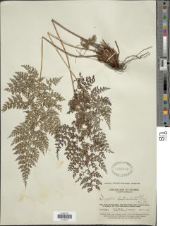 Arachniodes denticulata image
