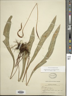 Image of Elaphoglossum killipianum