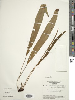 Elaphoglossum actinotrichum image