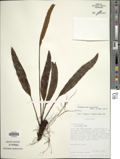 Elaphoglossum furfuraceum image