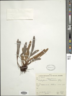 Elaphoglossum liaisianum image