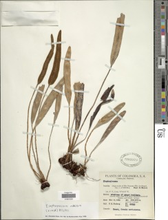 Elaphoglossum nivosum image