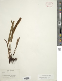 Elaphoglossum pumilio image