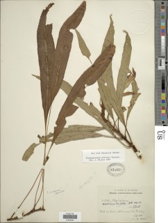 Elaphoglossum alfredii image