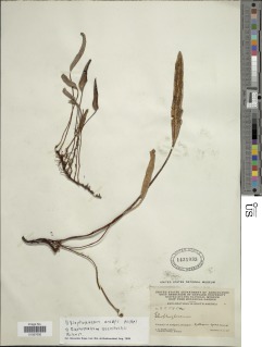 Elaphoglossum rosenstockii image