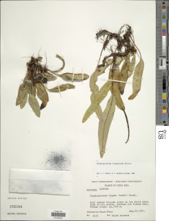 Elaphoglossum conspersum image