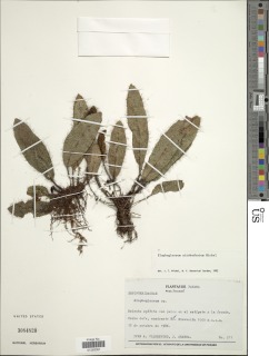 Elaphoglossum atrobarbatum image