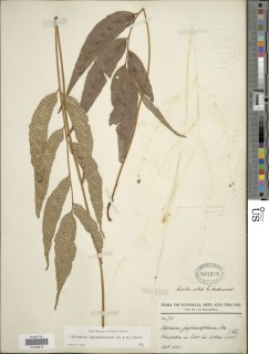 Image of Phanerophlebia juglandifolia