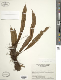 Elaphoglossum heterochroum image