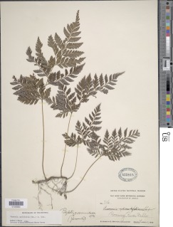 Maxonia apiifolia image