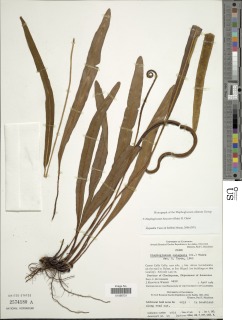 Elaphoglossum huacsaro image
