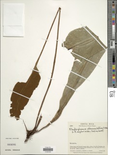 Elaphoglossum oblanceolatum image