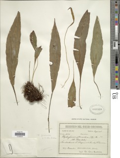 Elaphoglossum glaucescens image