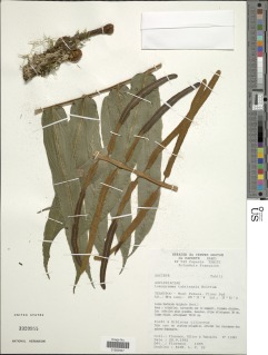 Lomagramma tahitensis image