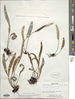 Elaphoglossum nivosum image