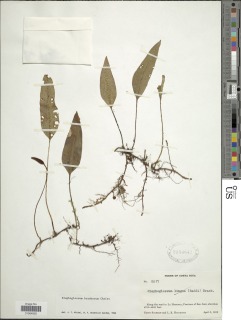 Elaphoglossum proximum image