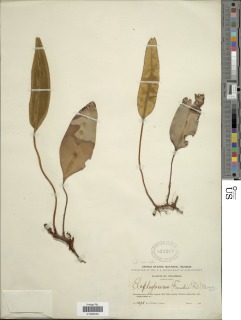 Elaphoglossum lindigii image