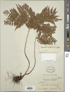 Lastreopsis tenera image