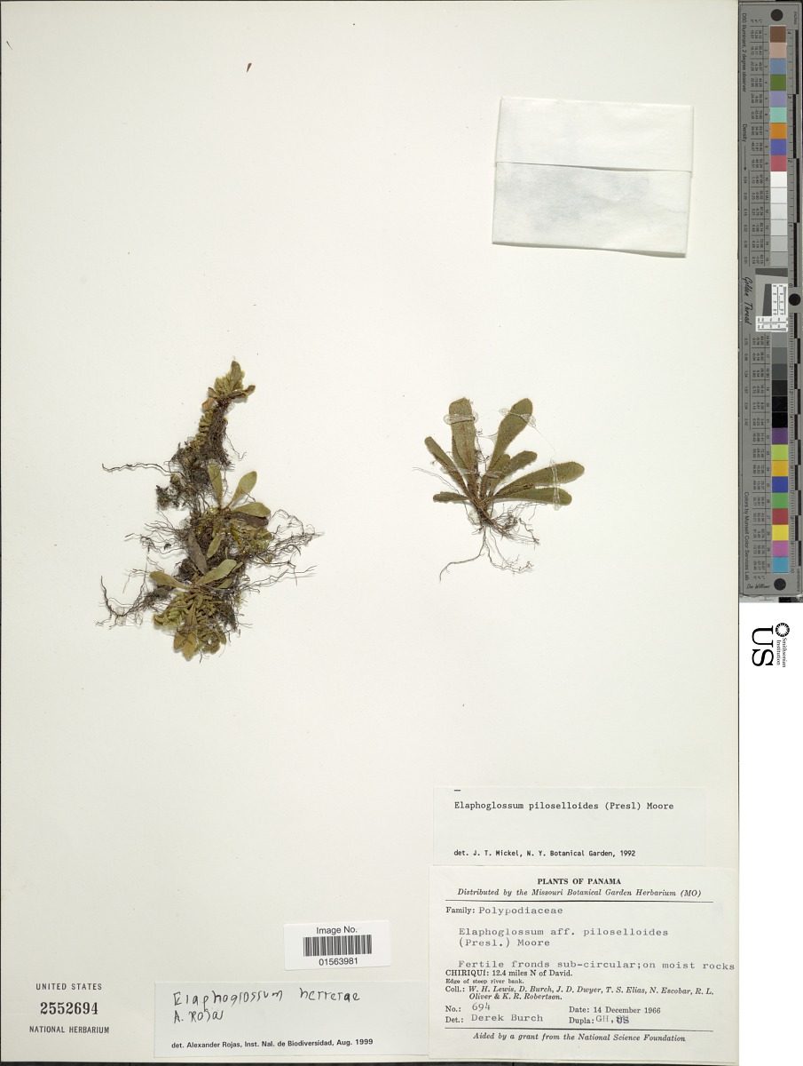Elaphoglossum herrerae image