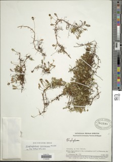 Elaphoglossum concinnum image