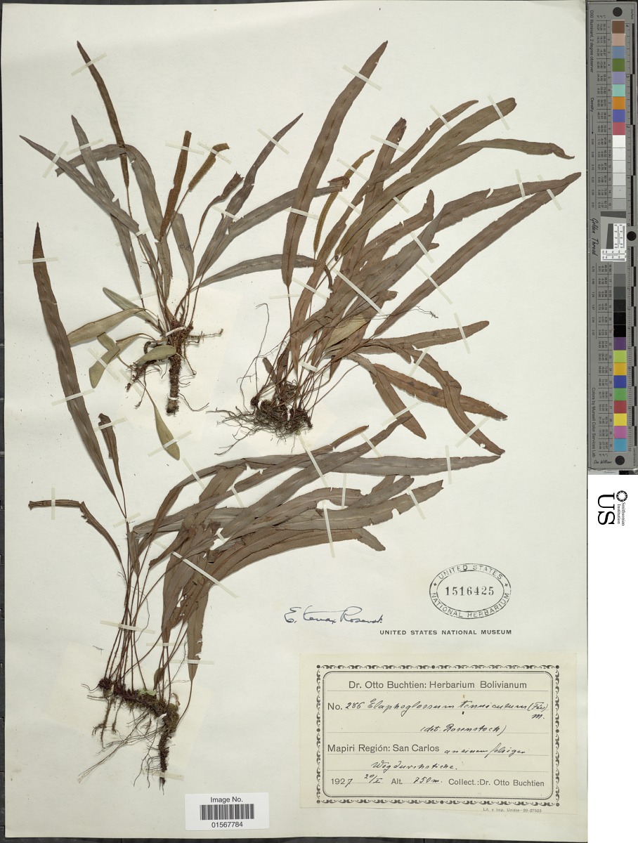 Elaphoglossum tenax image