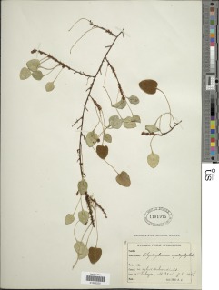 Elaphoglossum cardiophyllum image