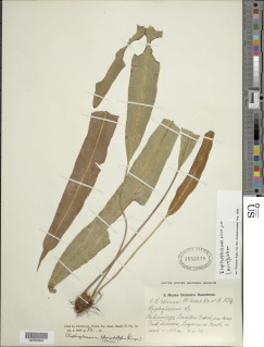 Elaphoglossum hoffmannii image