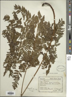 Lastreopsis squamifera image