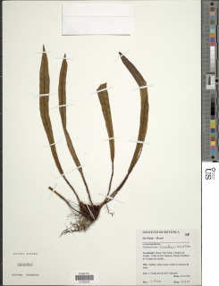 Image of Elaphoglossum chrysolepis