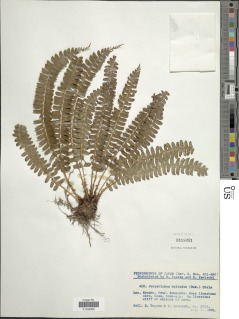 Polystichum deltodon image