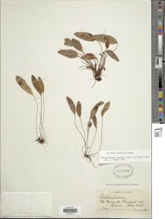 Elaphoglossum pusillum image