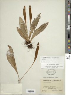 Elaphoglossum killipianum image