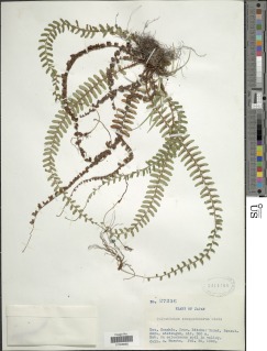 Polystichum craspedosorum image