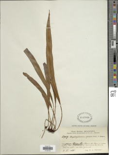 Elaphoglossum palmeri image