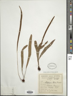 Elaphoglossum dussii image