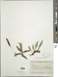 Elaphoglossum revolutum image