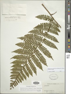 Megalastrum martinicense image