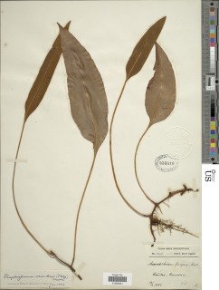 Elaphoglossum scandens image