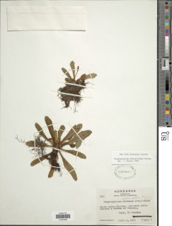 Elaphoglossum hieracioides image