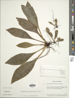 Elaphoglossum boragineum image