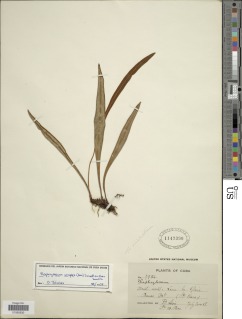 Elaphoglossum simplex image