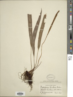 Elaphoglossum tectum image