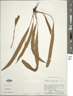 Elaphoglossum hickenii image