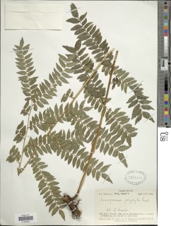 Lomagramma polyphylla image