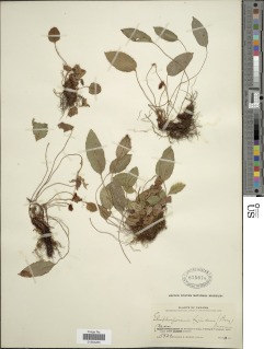 Elaphoglossum lindenii image