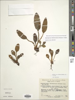 Elaphoglossum bellermannianum image