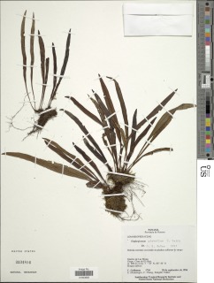 Image of Elaphoglossum glabellum