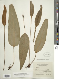 Elaphoglossum eutecnum image